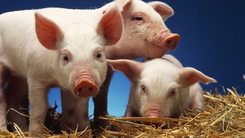 中国人为什么爱吃猪肉